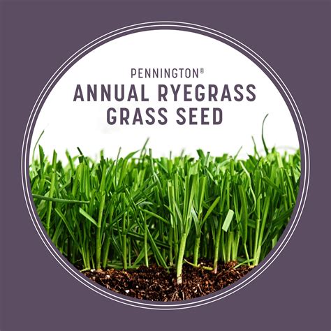 Pennington Annual Ryegrass Grass Seed 50 Lb Home And Garden