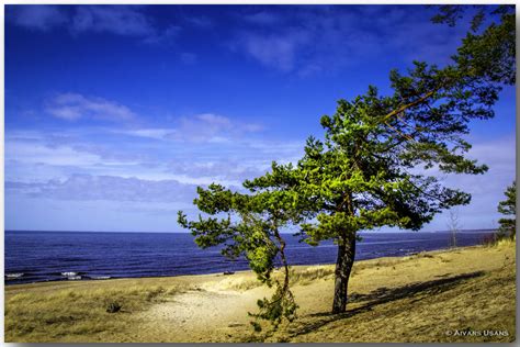 The Baltic Sea Riga Gulf Side In Saulkrasti White Dune