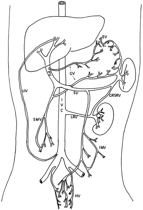 Common Collateral Venous Systems In Portal Hypertension In Portal