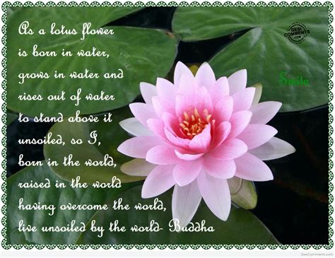 Lotus Flower Poems Quotes Quotesgram