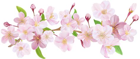 Cherry Blossom Spring Branch Png Clip Art Cherry Blossom Art Cherry
