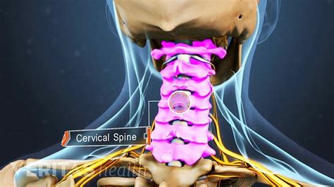 Cervical Vertebrae Definition Back Pain And Neck Pain Medical Glossary
