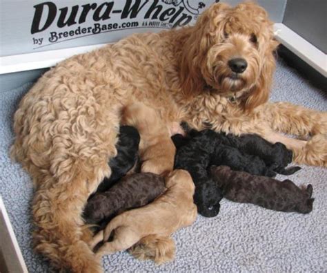 Puppies for sale in phoenix az. F1B GOLDENDOODLE PUPPIES for Sale in Vashon, Washington ...