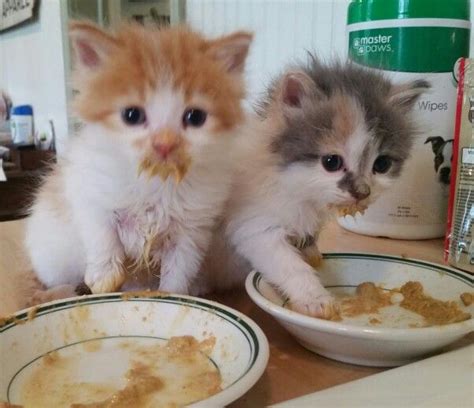 We offer a list of breeders for many different breeds of cats. How Old Are Kittens When They Are Weaned - Pets and Animal ...