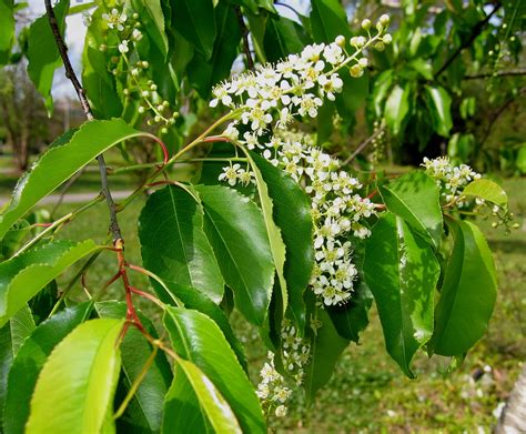 Identification types of trees in illinois. Plants - North Carolina Native Plant Society