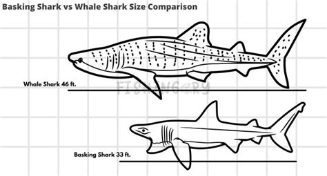 How Big Is A Whale Sharks Sharks Comparison Fishingery