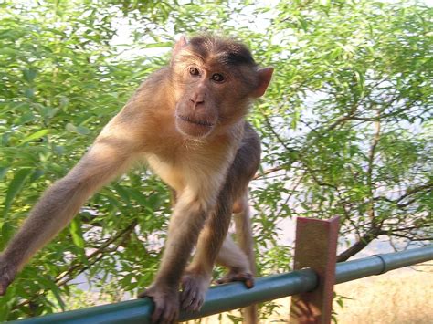 India Monyet Liar Bermuka · Foto Gratis Di Pixabay