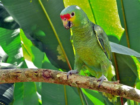 Amazona Autumnalis Parrot Parrot Habitat Amazon Parrot