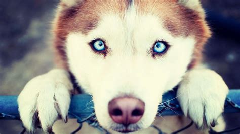 Animals Blue Eyes Dog Wallpapers Hd Desktop And Mobile Backgrounds
