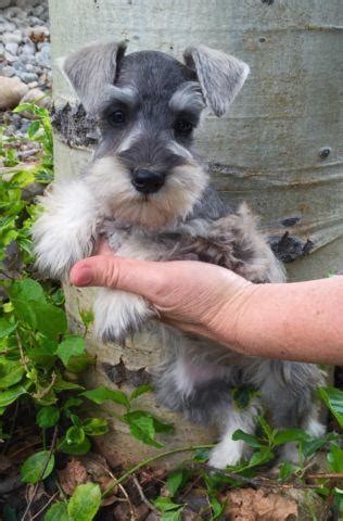 We began the rescue in august 2002 and have now rescued well over 1,000 dogs. Playful Salt and Pepper Male Miniature Schnauzer Puppy 9 Weeks Old for Sale in Colorado Springs ...