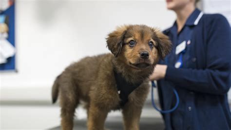 Your Puppys First Vet Visit Blue Cross