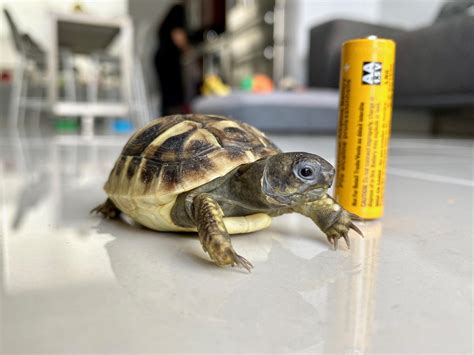 Baby Hermanns Tortoise Arrived Today New Pet Rtortoise