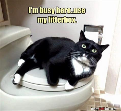 Gather The Shocking Busy Funny Cat Pictures Hilarious Pets Pictures