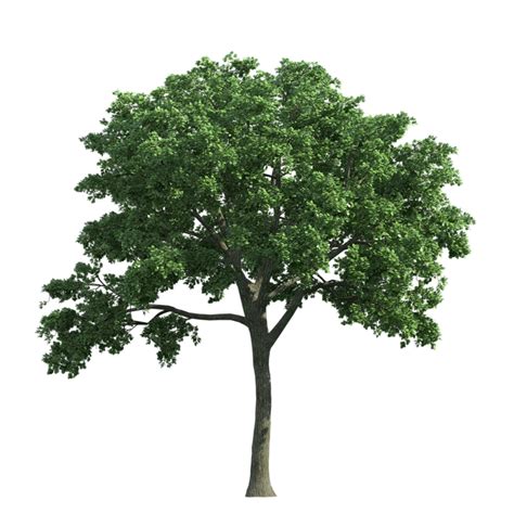Oak Tree Transparent Background Png Vrogue