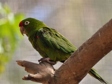 Psittacara Finschi Crimson Fronted Parakeet In Nahariya Zoo Botanical