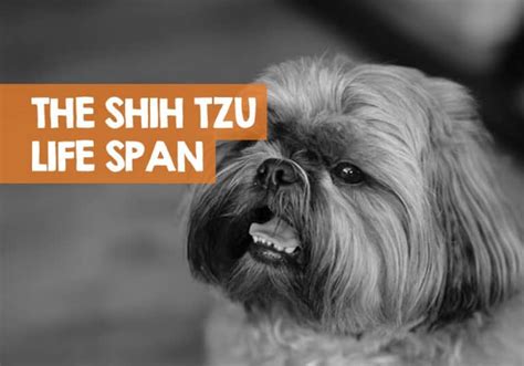 The Shih Tzu Life Span How Long Do Shih Tzus Live For