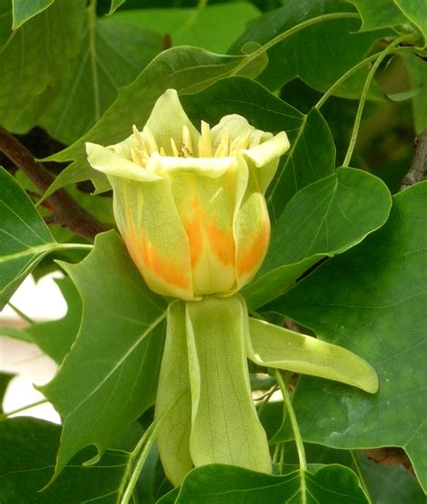 Tulip Tree Care And Pruning