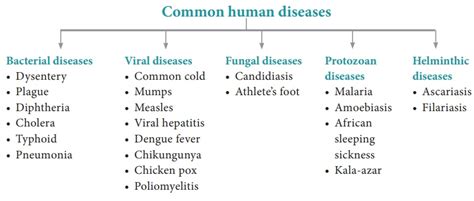 Common Diseases In Human Beings