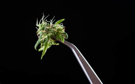 Leaflys Cannabis Rating System Tasting Standards Leafly