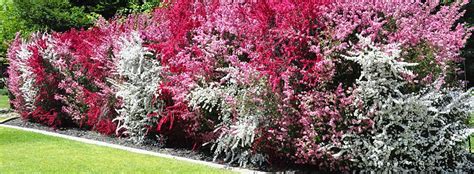 Plus, the aromatic foliage makes this winter to spring bloomer a prize. New Zealand Tea Tree Hedge (Leptospermum scoparium ...