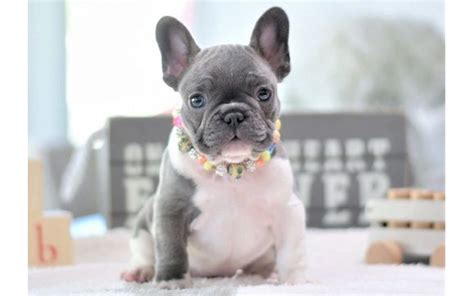 Blue Pied French Bulldog Puppies By Poetic French Bulldogs In Pompano