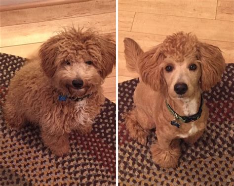 128 Dogs Before And After Their Haircuts Add Yours Poodle Haircut