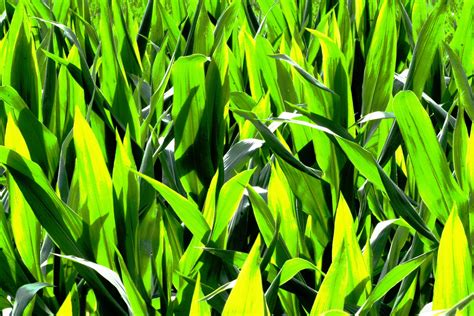 Free Images Nature Plant Lawn Meadow Leaf Flower Green Crop