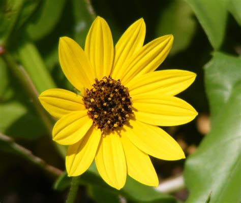 Yellow Flower Free Photo Download Freeimages