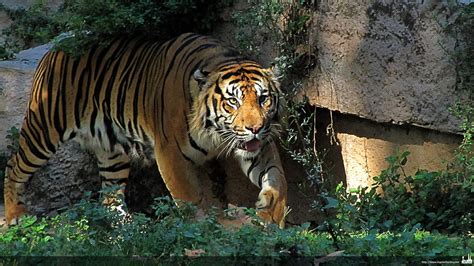 🥇 Animals Feline Nature Tigers Wildlife Wallpaper 53983