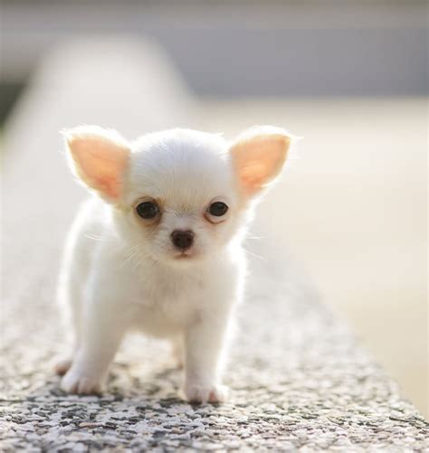 Cute Chihuahua Wallpapers Wallpaper Cave