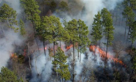 Gestión De Incendios Forestales Crear Paisajes Menos Inflamables