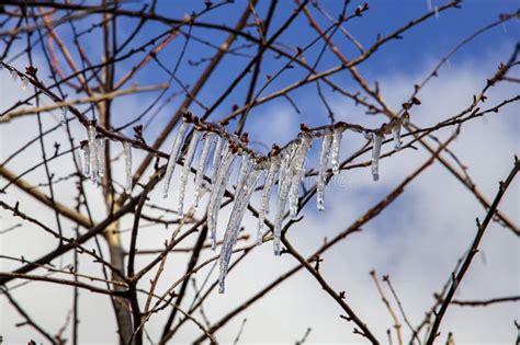 Beauty Frozen Tree Branch In Winter Ice Stock Photo Image Of Crystal