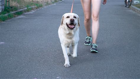 Get Outside With Your Dog For National Take A Walk In The Park Day