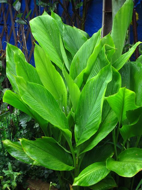 How to properly pronounce turmeric? How to grow turmeric: Kitchen gardening | SA Garden and Home
