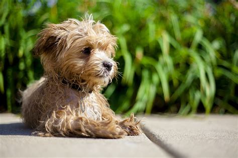 Chiens De Petite Taille Les Races Les Plus Connues