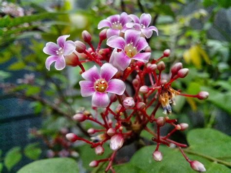 Maybe you would like to learn more about one of these? Endah Murniyati's Journey: FLOWER OF THE WEEK - STAR FRUIT