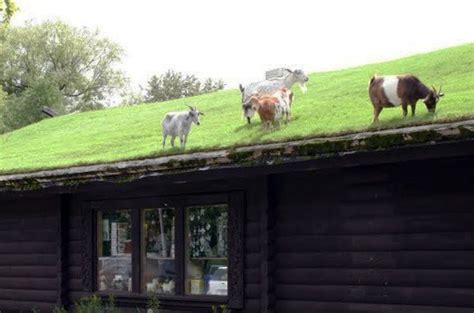 On the street of u.s. Goats grazing on Als Swedish Restaurant « Inhabitat ...