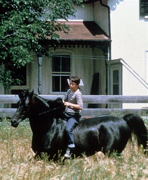 Find out more about horse, donkey mating. 'The Black Stallion' (1979) The Black Stallion was played ...