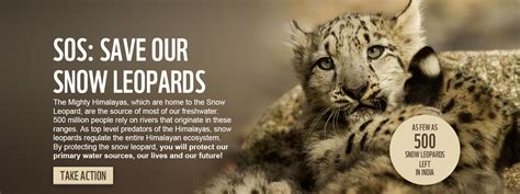 Save Snow Leopard Join Wwf India Save Leopard