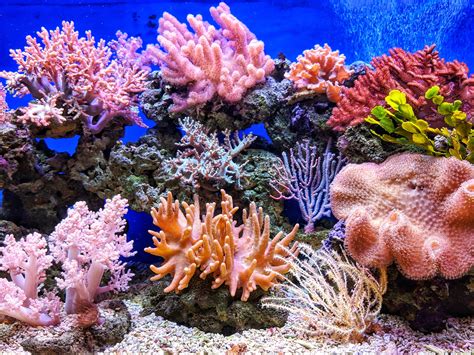 Corals On Wildlife