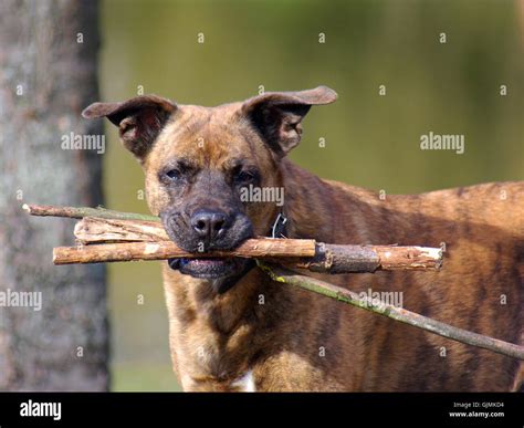 Dog Stick Mouth Hi Res Stock Photography And Images Alamy