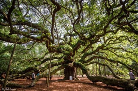 The Angel Oak Tree Johns Island South Carolina Atlas Obscura