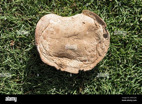 Flat Mushroom Closeup Hi Res Stock Photography And Images Alamy