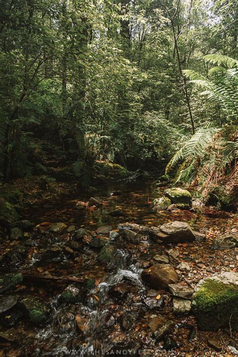 Gloucester Tops Walks A Lush Oasis In Barrington Tops National Park