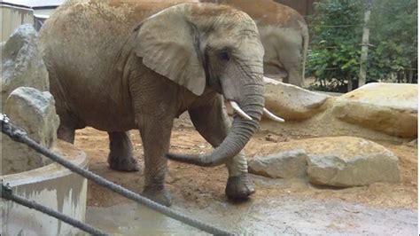 African and Asian elephants sharing a bath in a waterhole at Augsburg