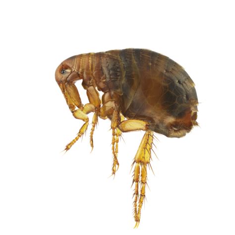 Common Types Of Fleas In Texas The Bug Master