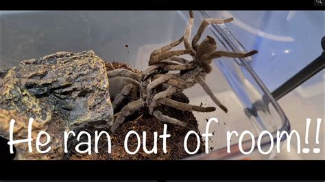 Australian Old World Tarantula Mating Selenotypus Spbanana Youtube