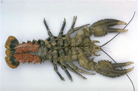 Largest Crayfish Species