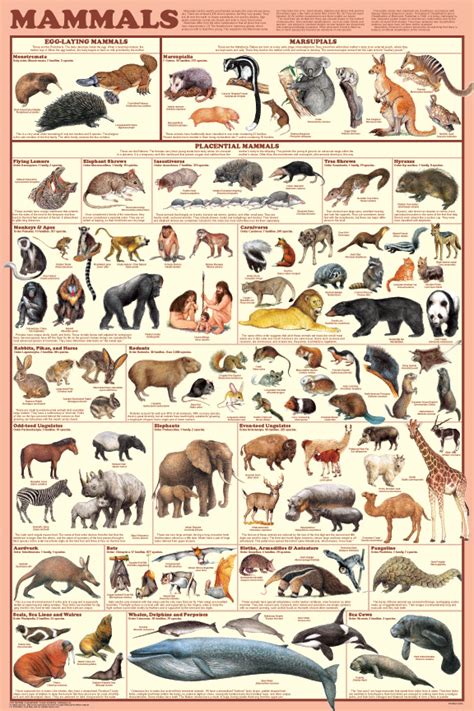 Mammal Orders Poster Shows 98 Species