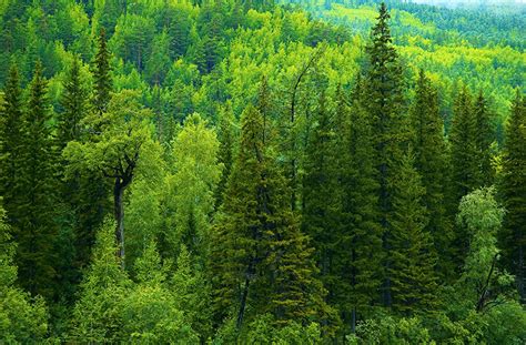 壁紙，俄罗斯，森林，树，云杉属，大自然，下载，照片